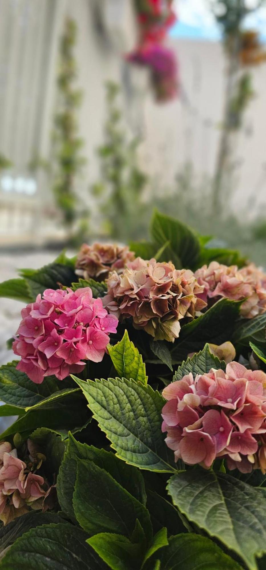 Albayda Garden Apartment Granada Ngoại thất bức ảnh